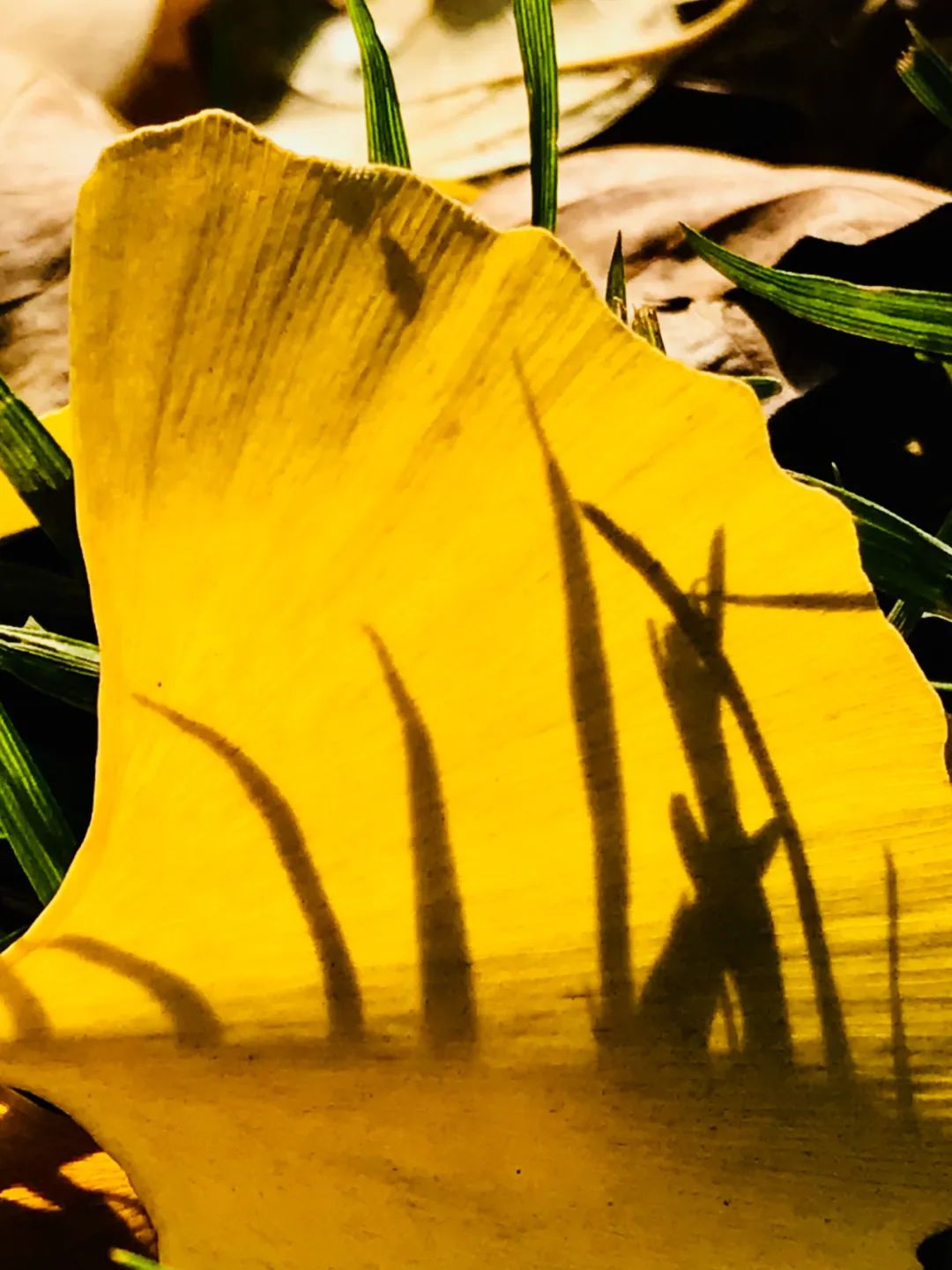 美丽的人民日报大院，我们温暖的家