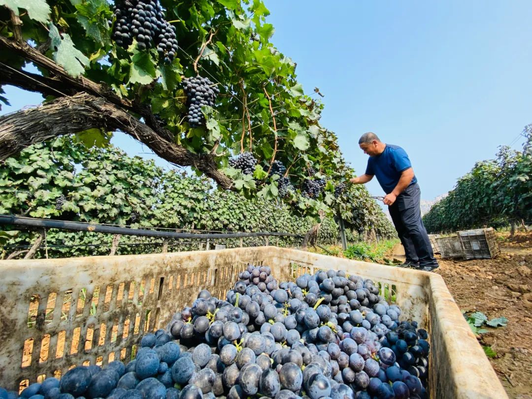 酿酒葡萄蛇龙珠,酿酒葡萄蛇龙珠和赤霞珠的区别
