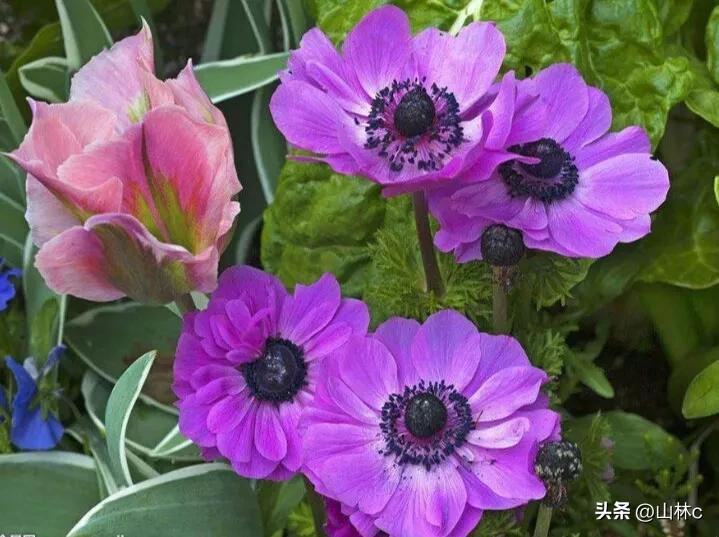 鲜花五彩缤纷争奇斗艳,最美鲜花一年四季都在争艳怒放