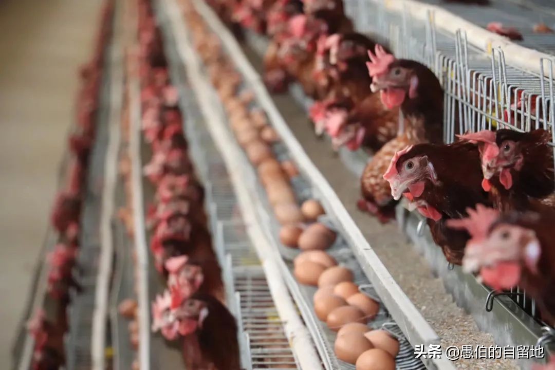 我，两次去缅甸木姐赌博，最终倾家荡产，妻离子散，晚年生不如死