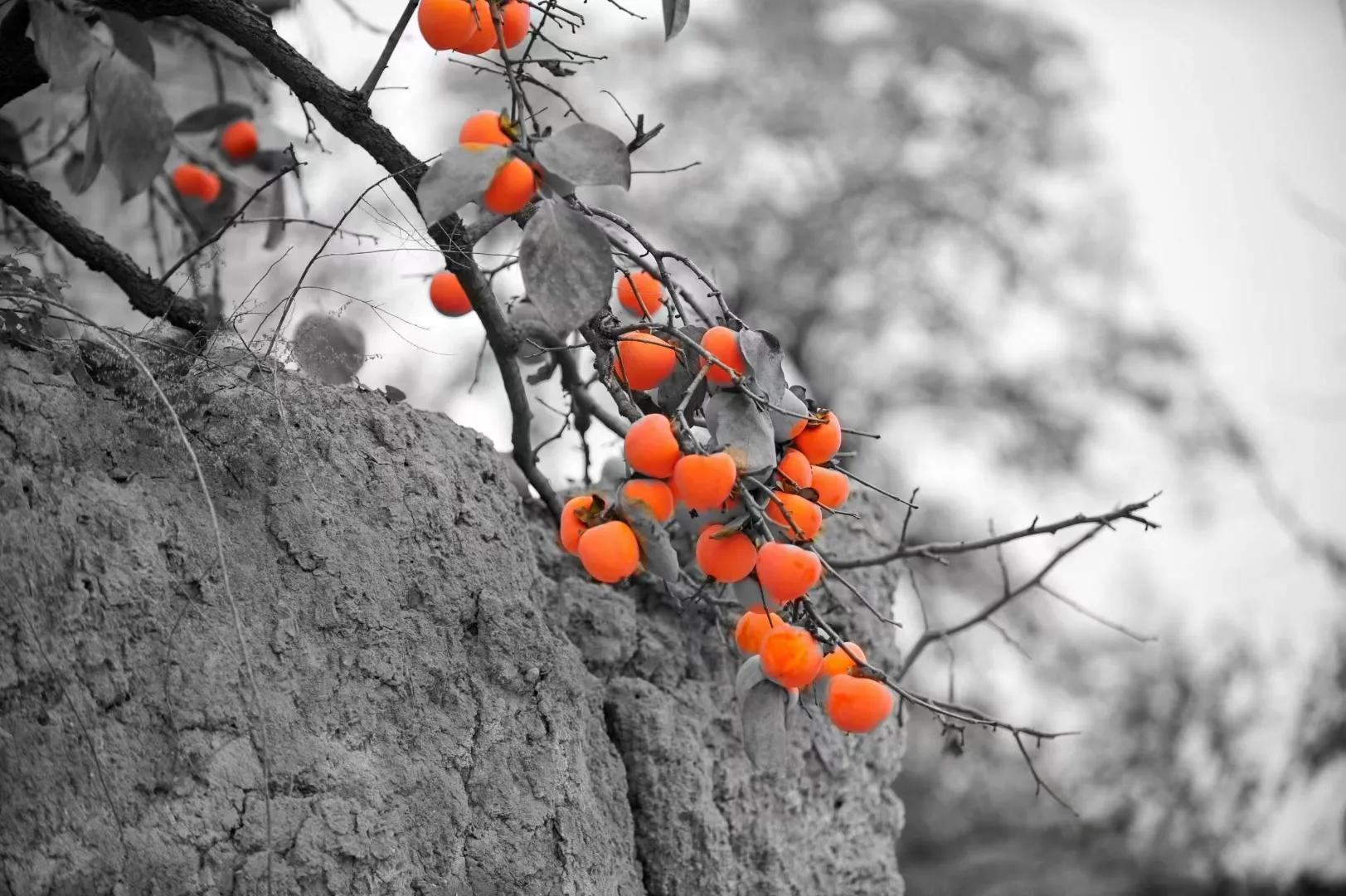 大雪小雪又一年主题曲,大雪小雪又一年原视频