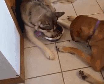 经常吃这些,让狗狗毛发获得“新生”,铲屎的还不赶紧喂!