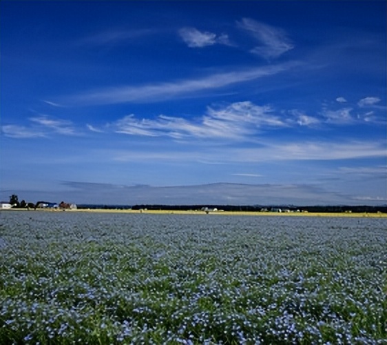 北海道的薰衣草花海在哪里,日本北海道薰衣草花海图片
