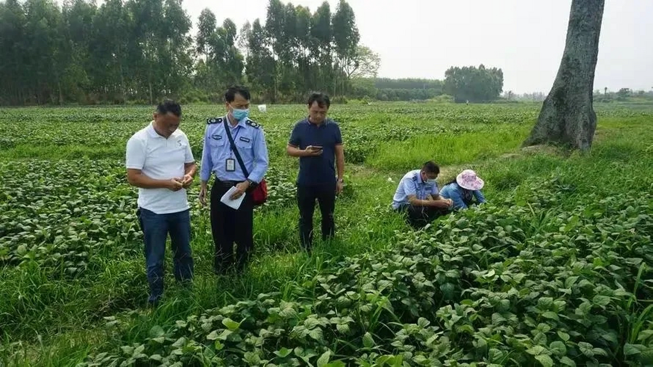 农民在荒地种菜被政府铲除,湖南农田种姜被铲后续
