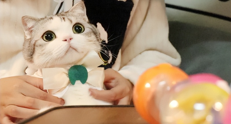 猫咪日常护理常识,猫咪护理需要哪些