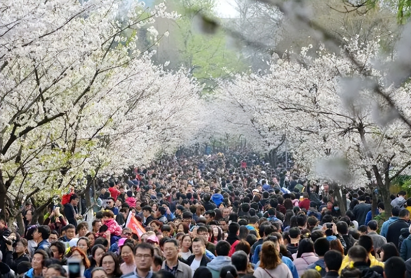 大量法国人涌入中国，看着是来旅游，很多人却盯上了我国的白酒