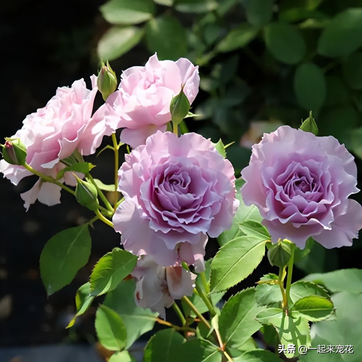 最漂亮10种盆栽月季,月季冬天如何养护春天才会爆花