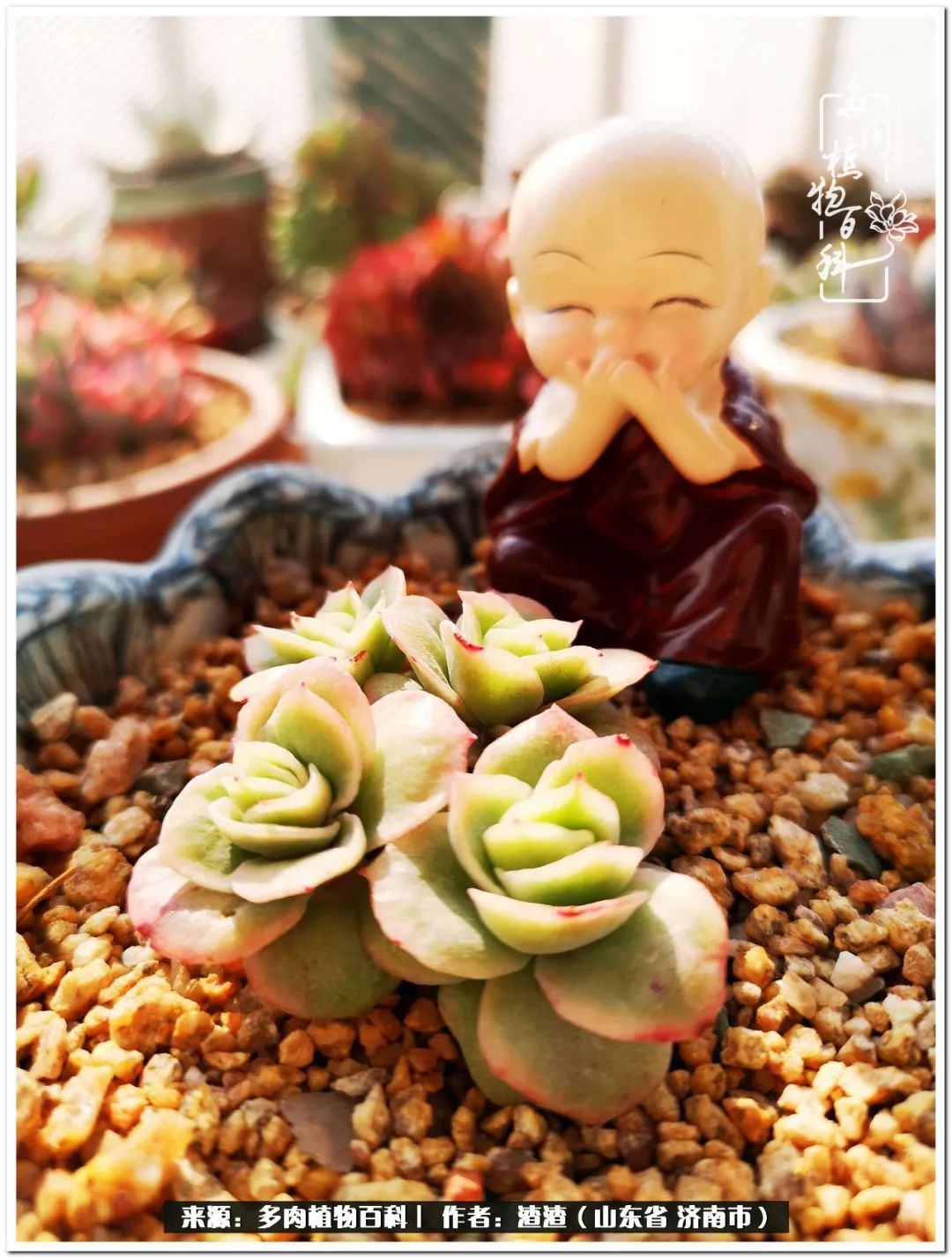 一个并不优秀的90后,何以解忧唯有多肉下一句