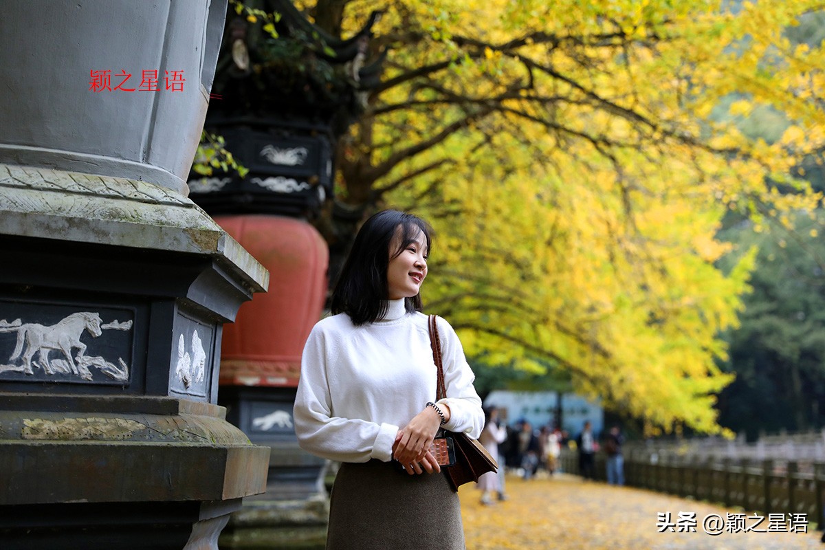 绝美千年银杏,中国最大的银杏景区