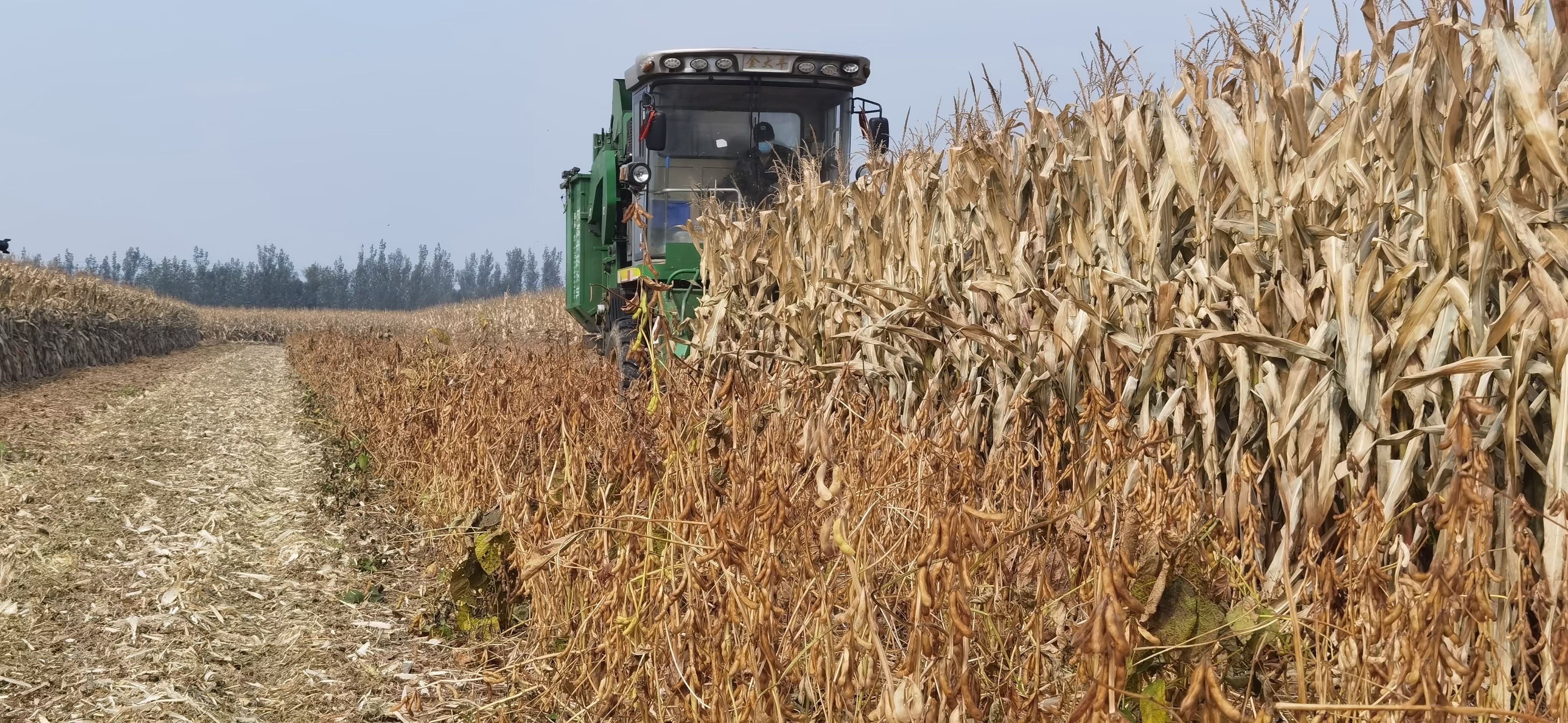 德州种大豆一亩补多少钱,大垄密植大豆喜获丰收
