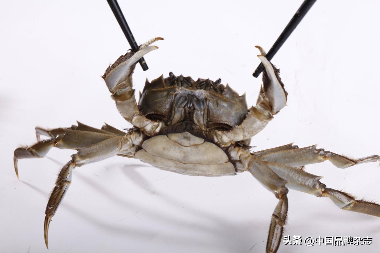 大闸蟹价格下降一半,大闸蟹价格下跌吗