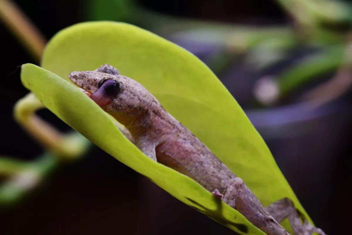 梦中壁虎常见的象征意义