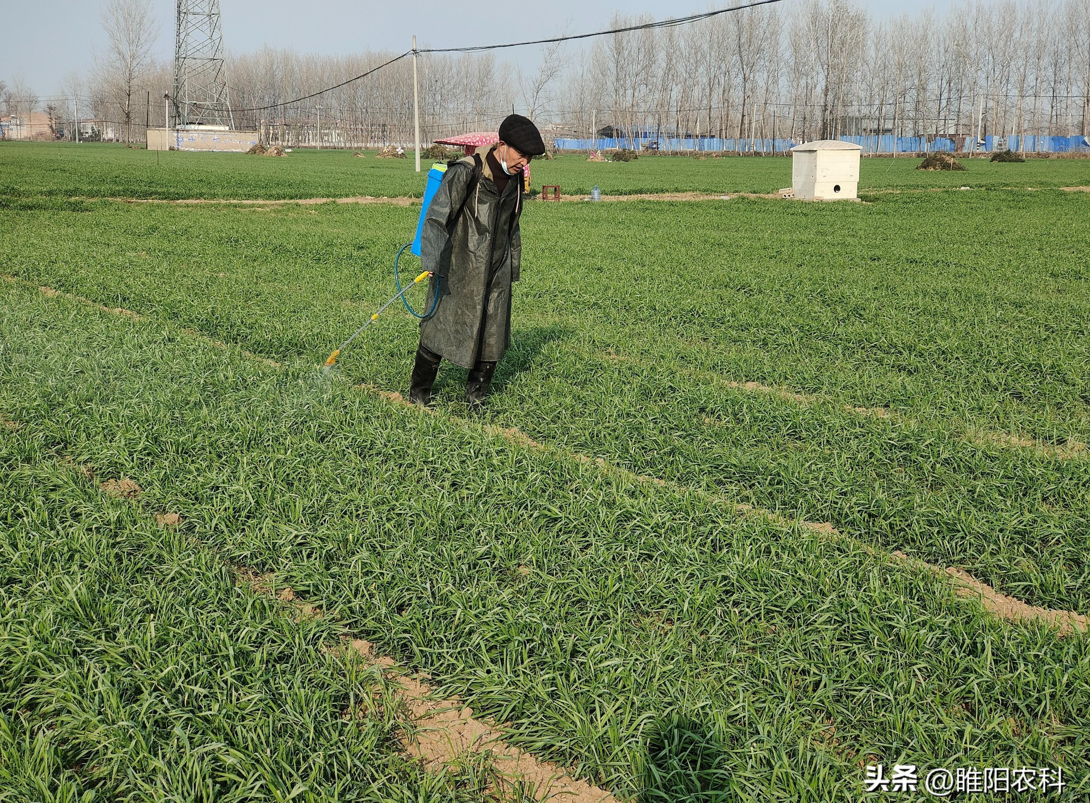 「惊艳口感！小麦之王终极对决！」