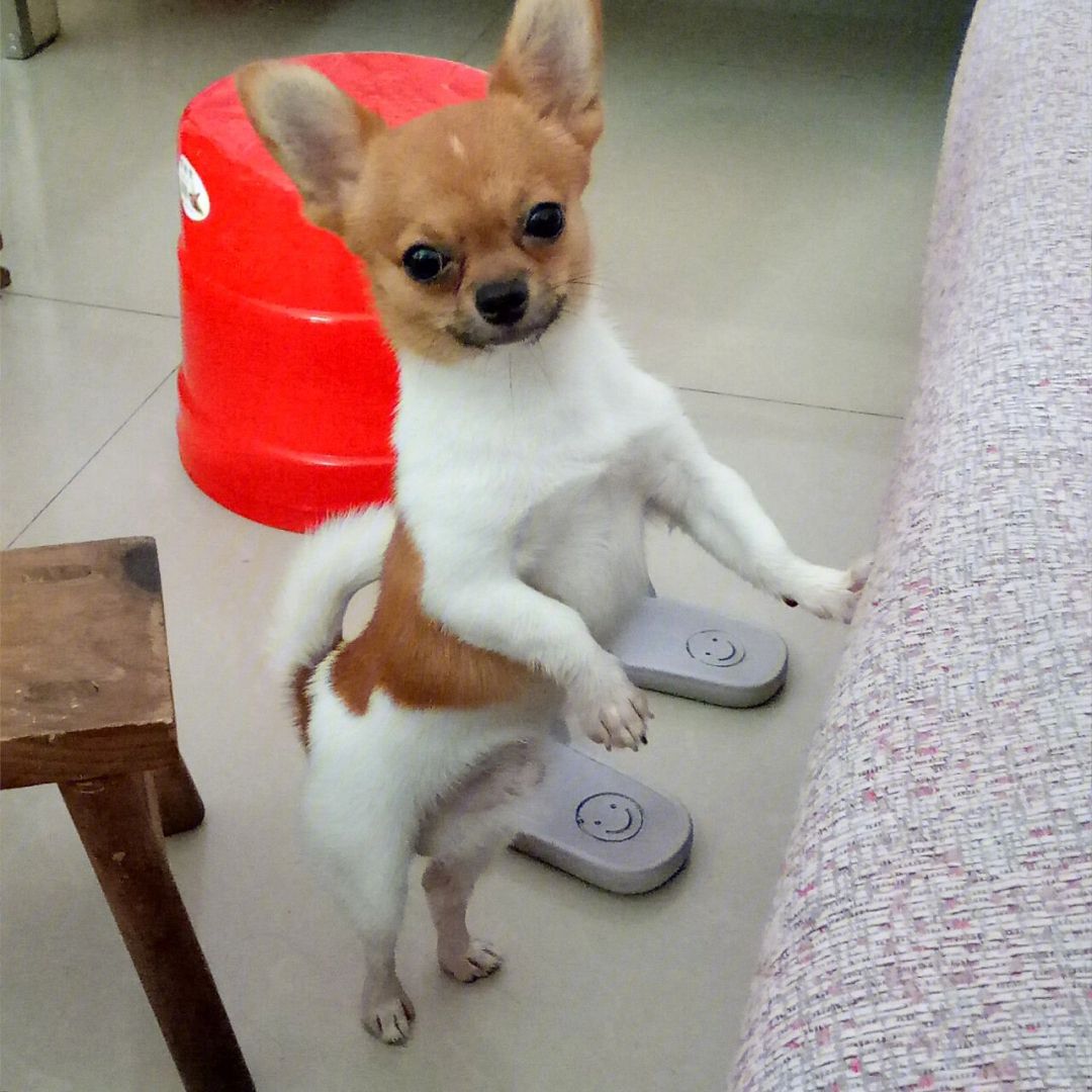 狗狗价格表又便宜又好养,便宜好养的狗狗