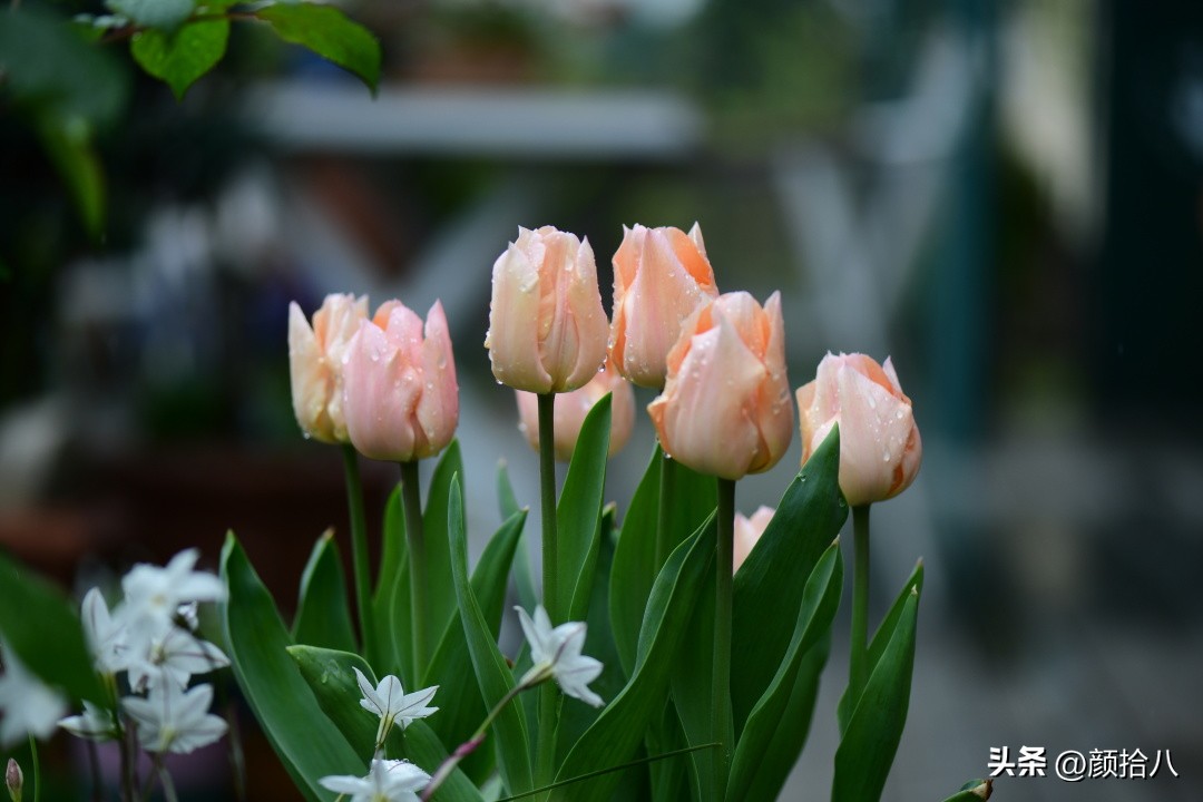 盘点今年河马花园里最美的几款郁金香|园丁