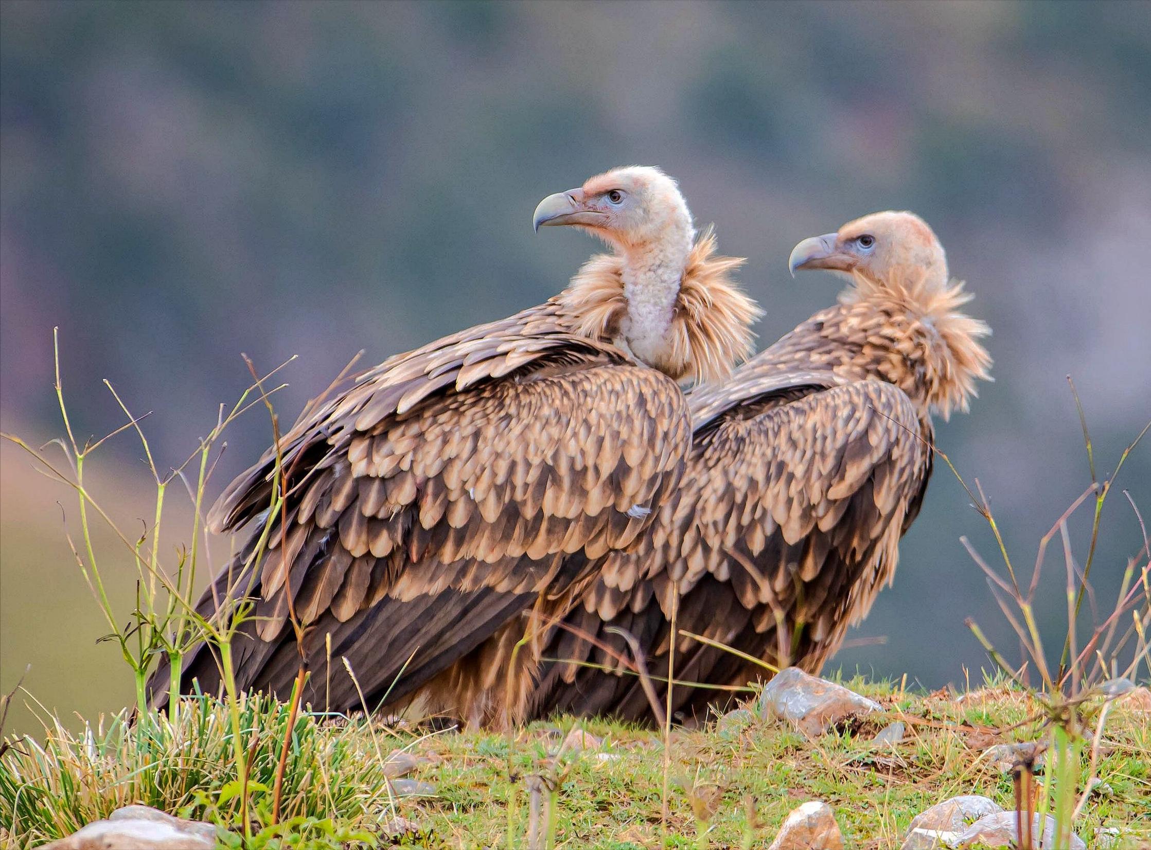 河北出现大鸟喜鹊追随,河北上空惊现大鸟原视频