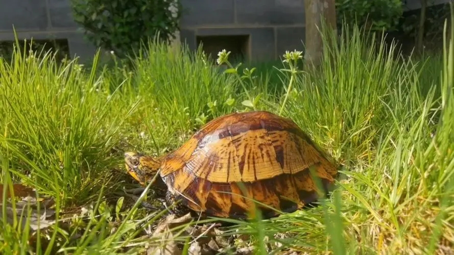 黄缘盒龟的人工饲养方法,黄额盒龟几级保护动物