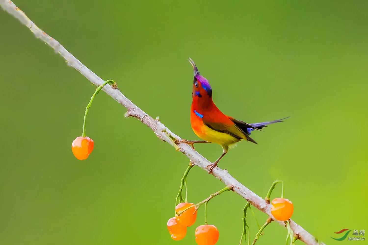 太阳鸟花的图片,太阳鸟精彩图片