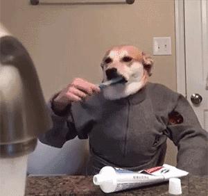 狗狗有口臭这几点轻松解决,狗狗口臭怎么办最快解决方法