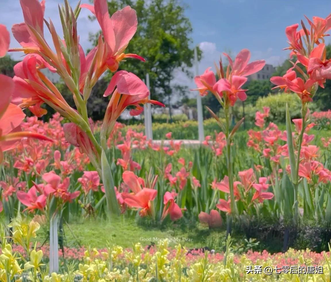 美人蕉花里面甜甜的,秋天的美人蕉花