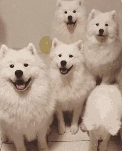 萨摩耶串串幼犬怎么挑选,萨摩耶如何判断是不是串串