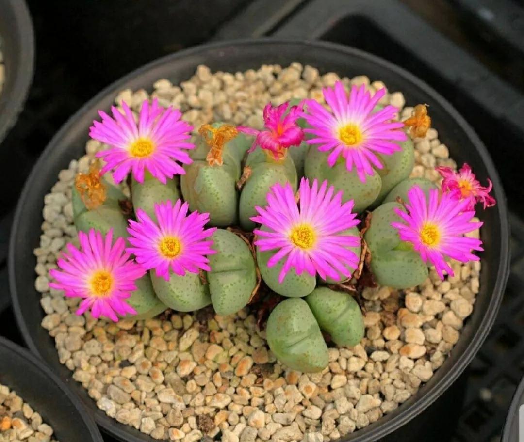 多肉植物石头开花,多肉石头花秋季