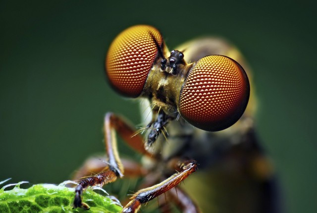 反腐败中打虎和拍蝇指的是什么,反腐热词的老虎是指什么