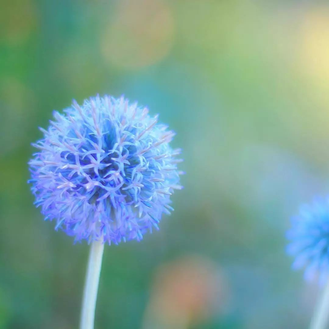 闀垮緱鍍忚冻鐞冧竴鏍风殑妞嶇墿,鍜岃冻鐞冩湁鍏崇殑妞嶇墿