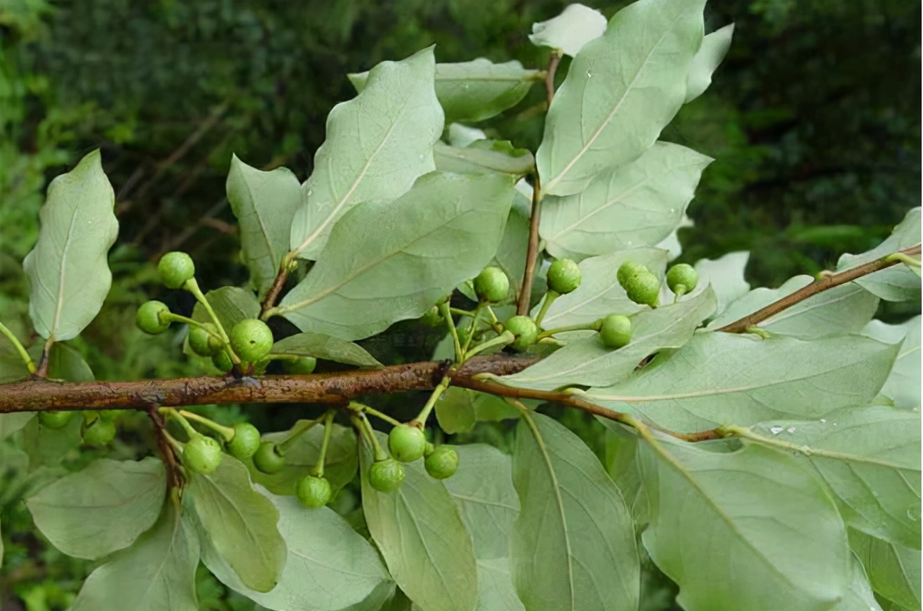 胡椒全身是宝吗,山胡椒全身都是宝