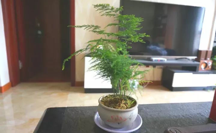 种什么蔬菜可吸甲醛,适合家庭种植的除甲醛植物