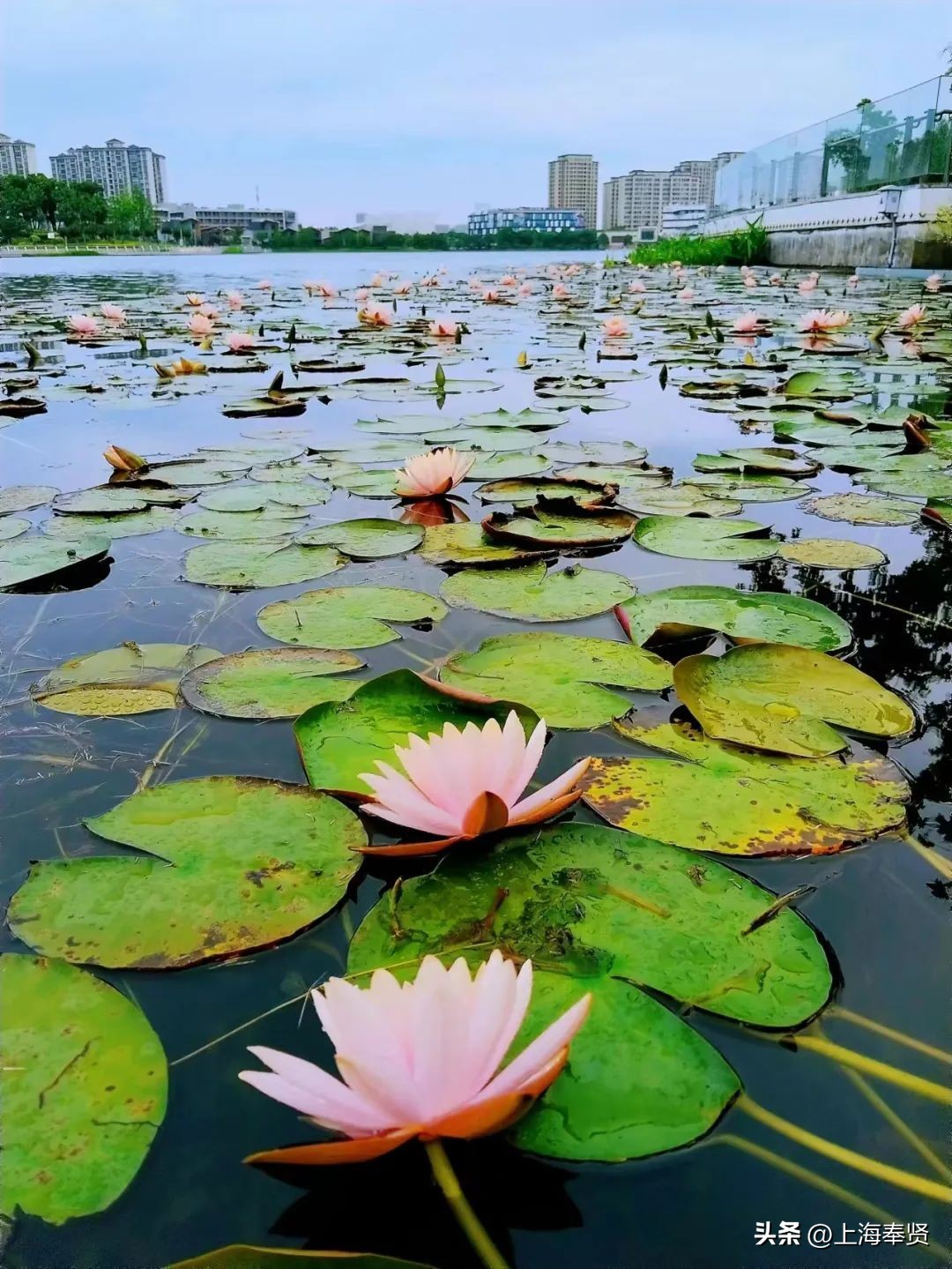 夏日赏荷好去处,奉贤哪里可以赏荷花