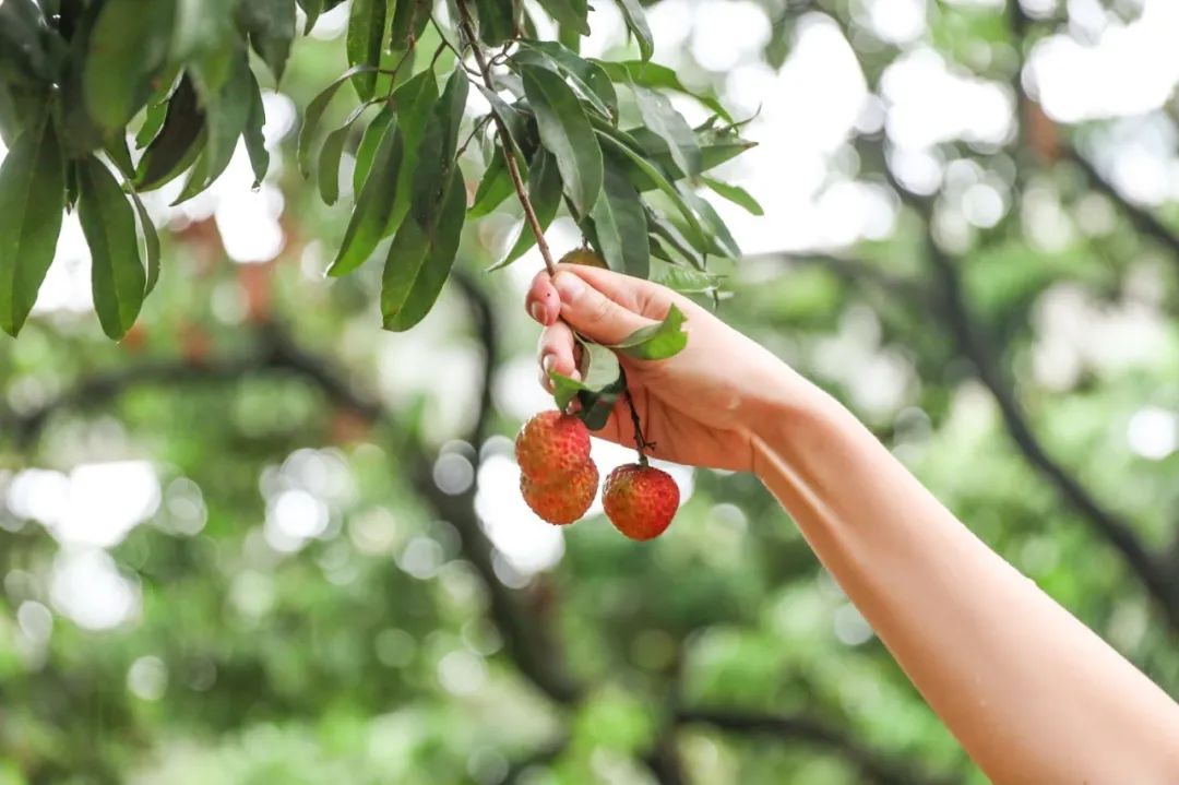 端午假期光明活动超精彩！音乐live、摘荔枝、包粽子……等你解锁！