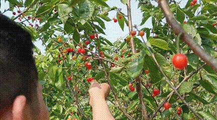 恩桃儿采摘园资中,恩桃儿采摘南充