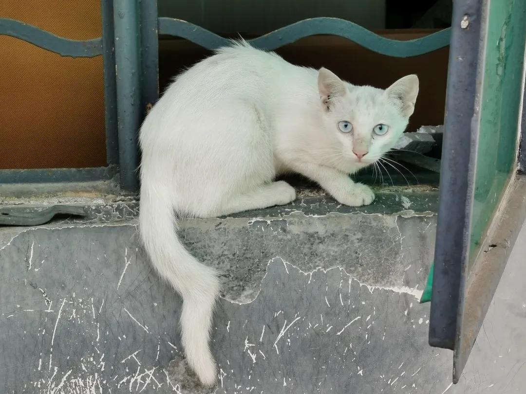 哪种猫招财好养活,哪种猫最招财又好养