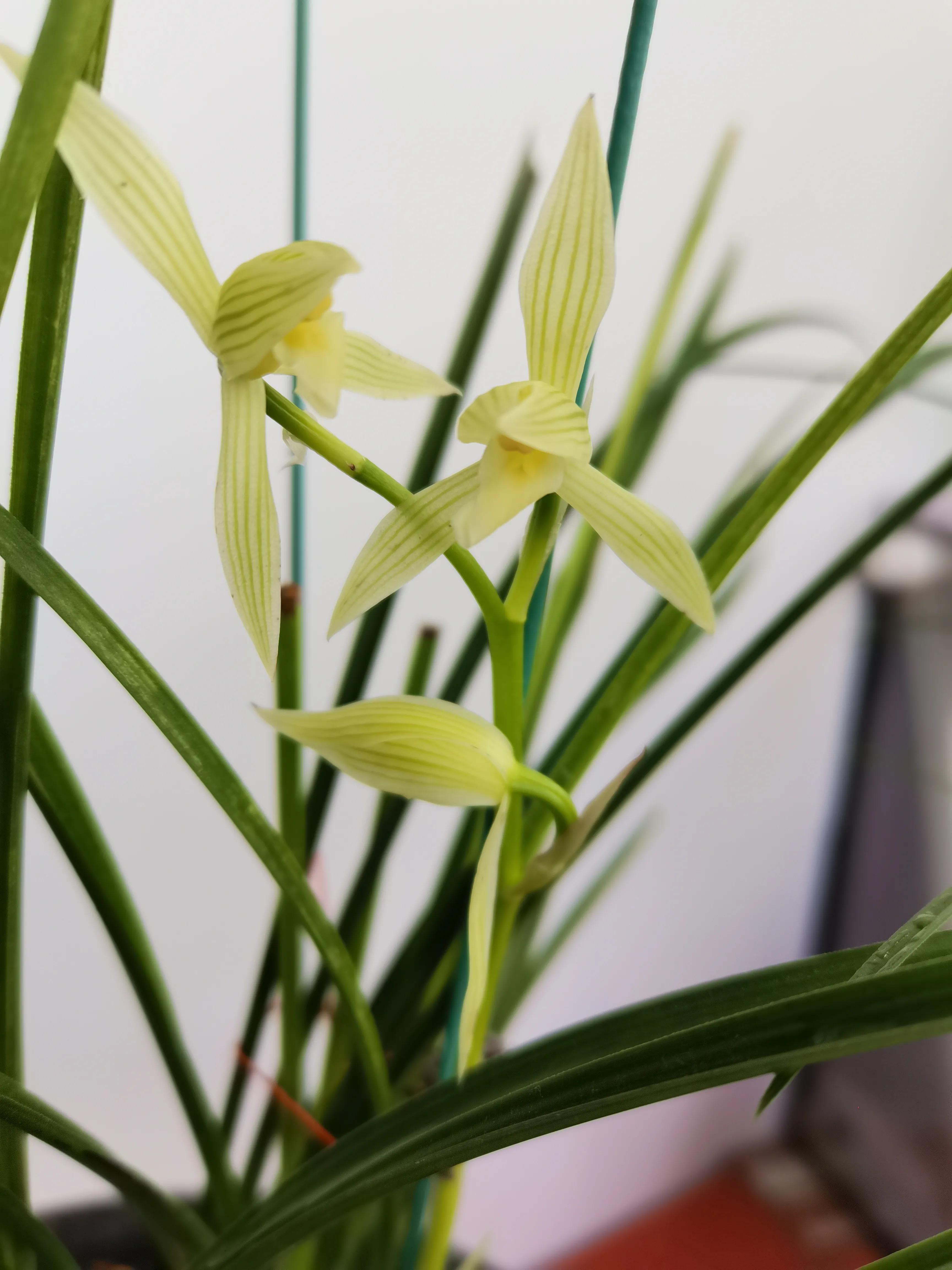 云南小雪素哪里的质量最好,云南兰花小雪素