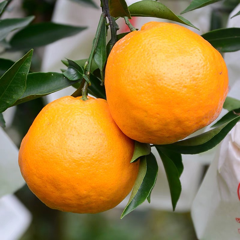 不愧是柑橘中的“lv”!比橙细腻,比橘味道浓郁,一口就忘不掉