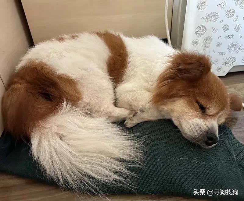 深圳寻找蝴蝶犬,广州寻狗团队是怎么找的