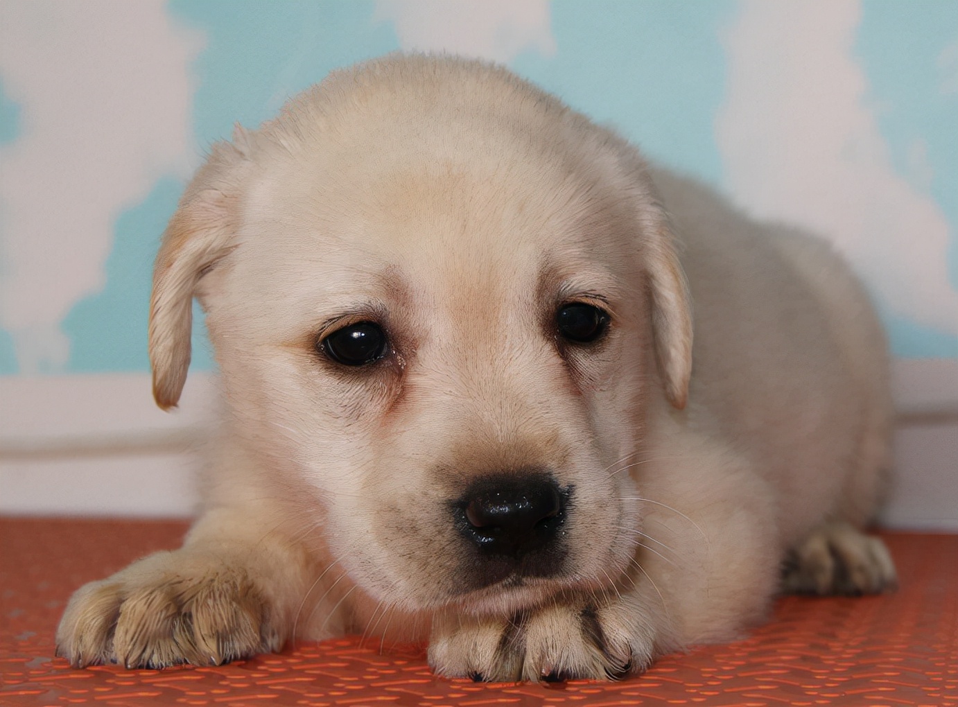 第一次购买小狗时，需要注意哪些问题？我来帮你总结一下