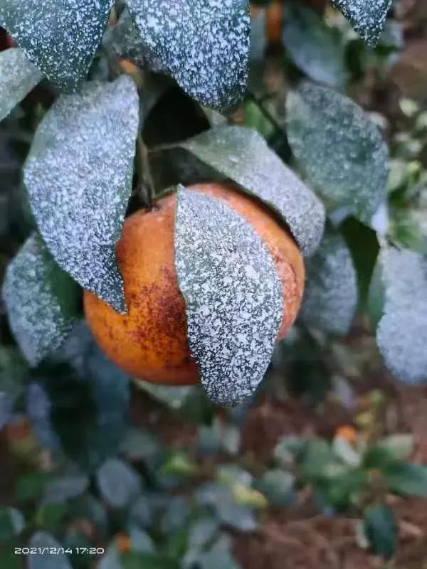 柑橘打药最佳时间和方法,柑橘打药用量多少