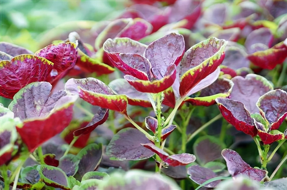 植物染色剂都有哪些,植物黑色染色剂排名
