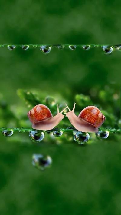 蜗牛高清壁纸4k全屏,蜗牛唯美动画壁纸