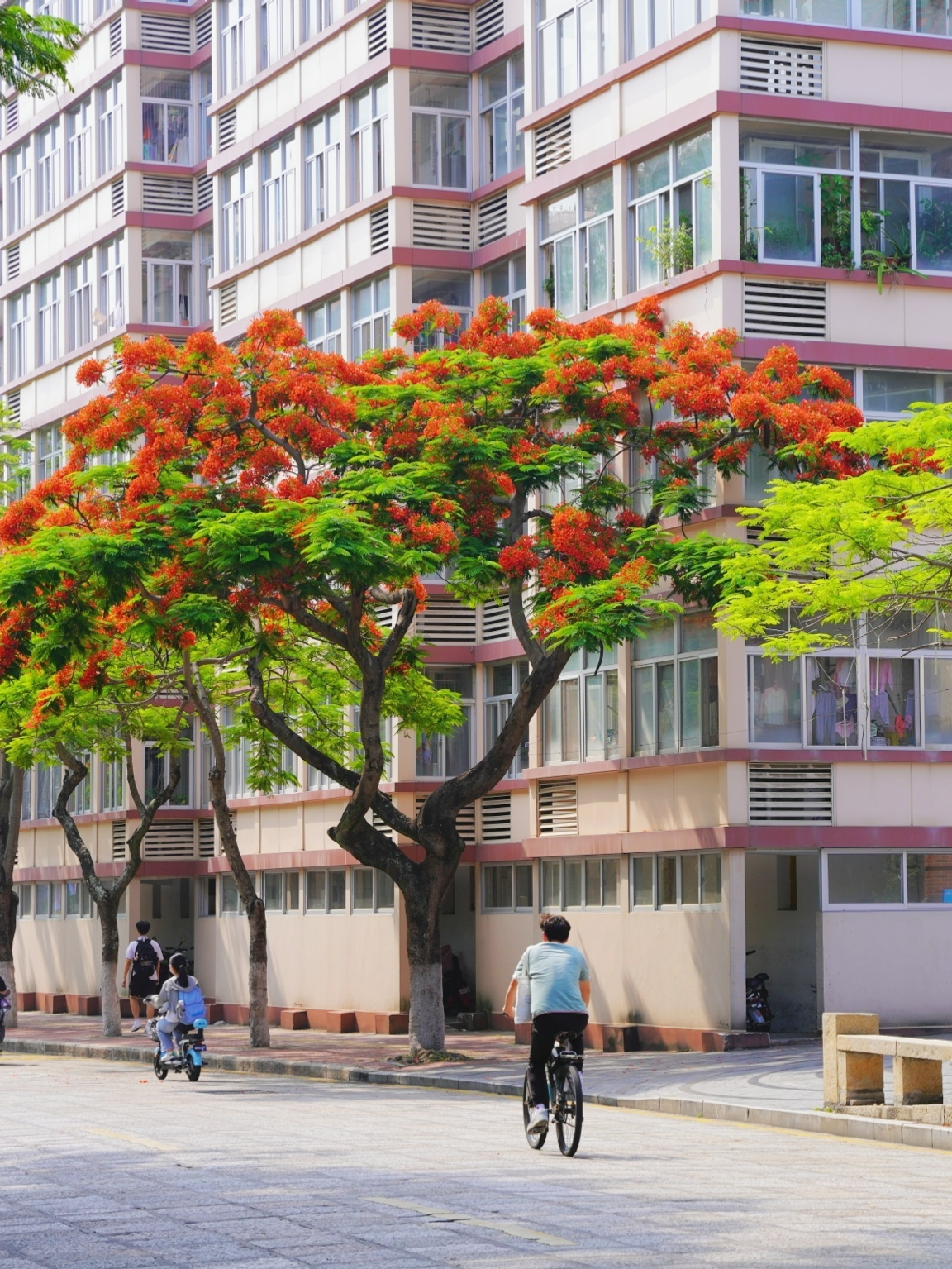 厦大蓝x凤凰花，何止灿烂！