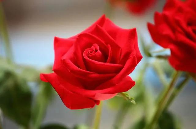 玫瑰花绝美头像,绝美玫瑰花图片