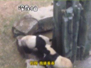 金刚芭比对战黑熊金刚,金刚芭比暴打铁血硬汉