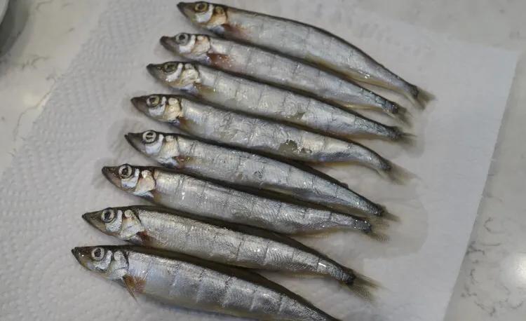 老年人适合饮用高蛋白质的食物吗,老年人如何进行高蛋白饮食