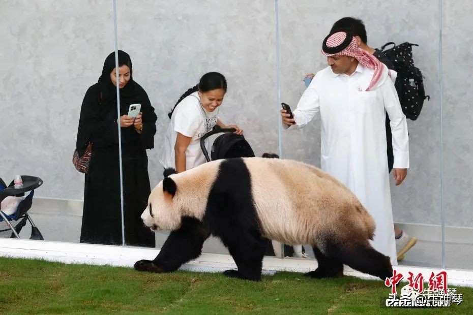 世界杯第一届中国在干嘛,卡塔尔世界杯开幕第一场