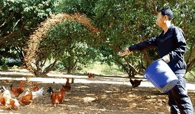 湖南小伙承包5000地只养十只鸡,农民大哥承包500亩土地养了10只鸡