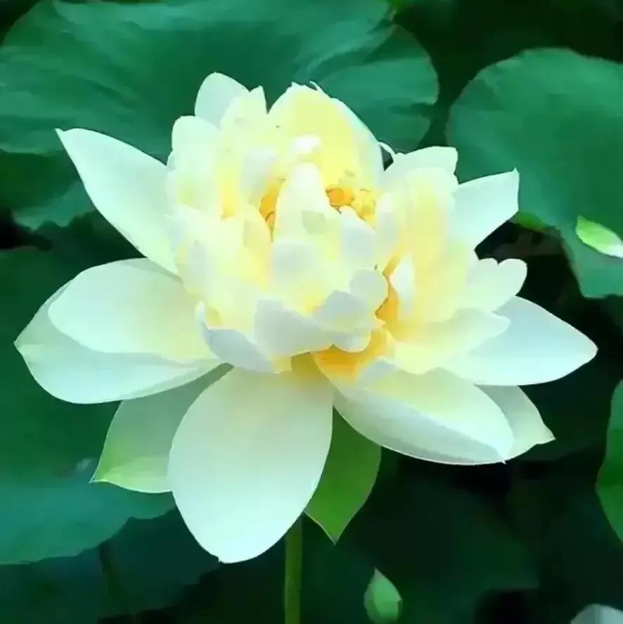 牙疼不是病的下半句,牙疼不是病段子