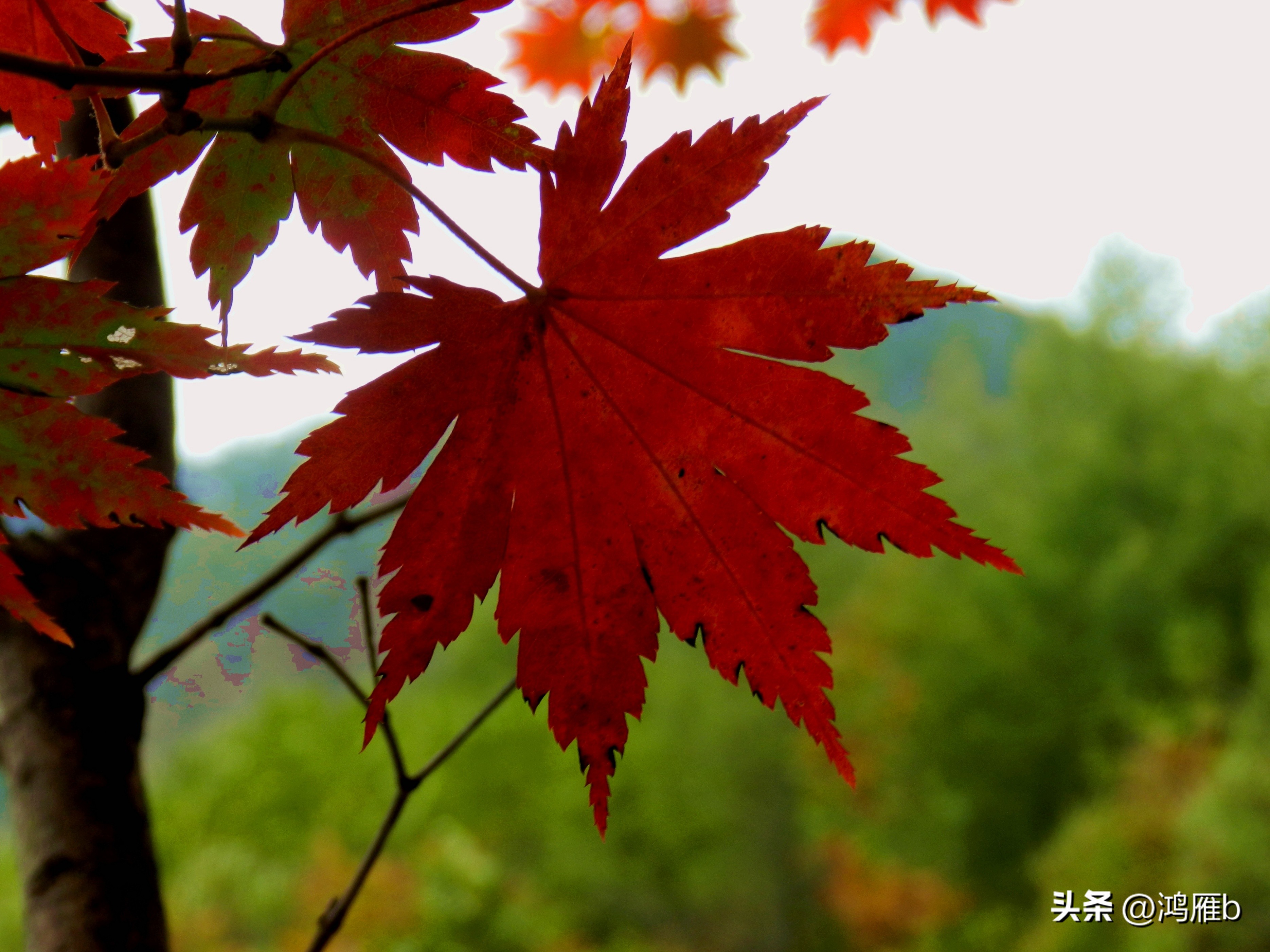 本溪温泉汤沟门票价格,本溪花溪沐枫雪温泉小镇