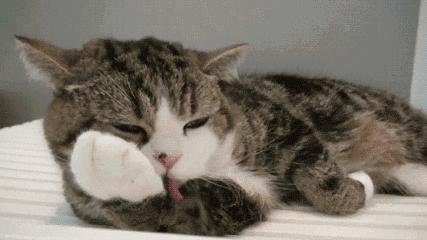 为什么猫咪上床前会舔毛,猫咪为什么上床声音那么大